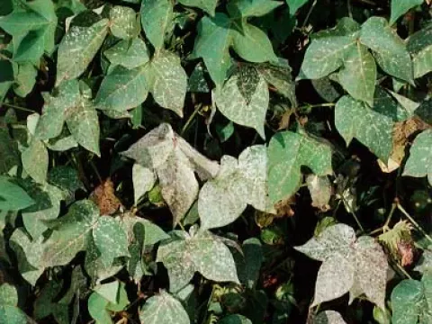 Cercosporella leaf spot of cotton
