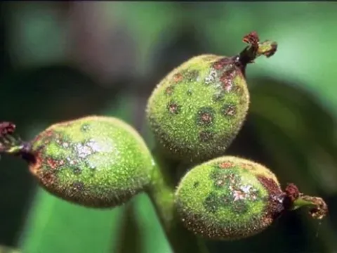 Walnut Anthracnose