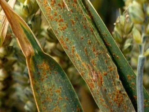 Brown rust of wheat