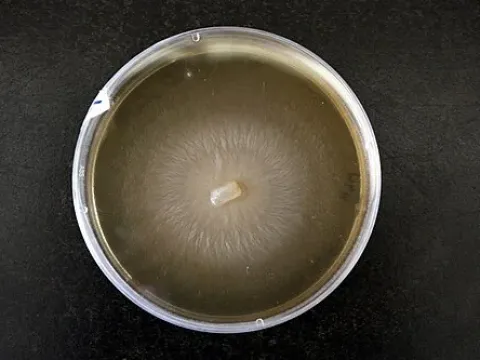 Pesotum ulmi