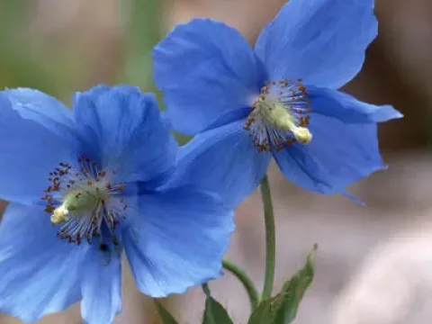 Meconopsis hybrids