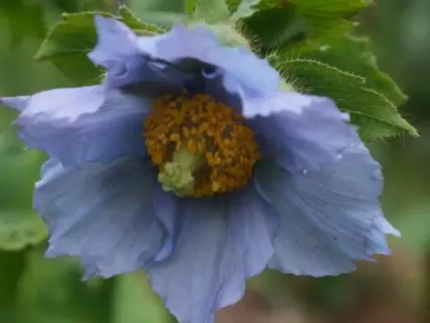 Meconopsis wilsonii