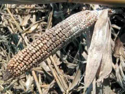 Stenocarpella macrospora