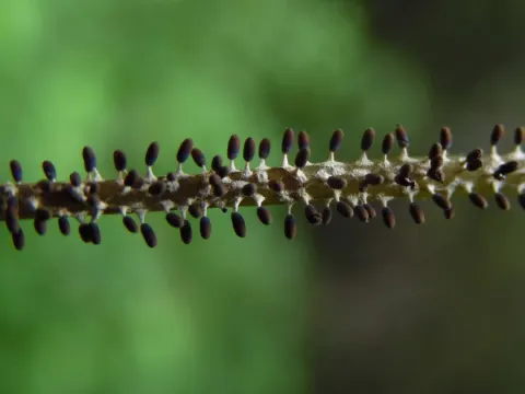 Diachea leucopodia