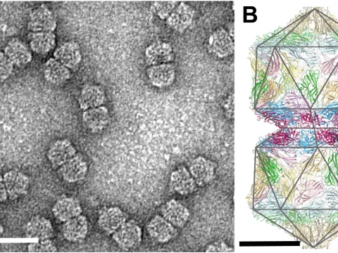 Geminiviruses