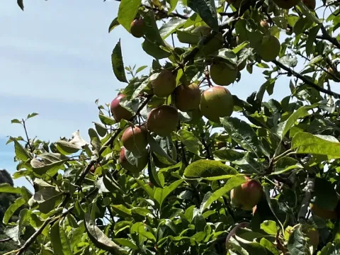 Apple tree