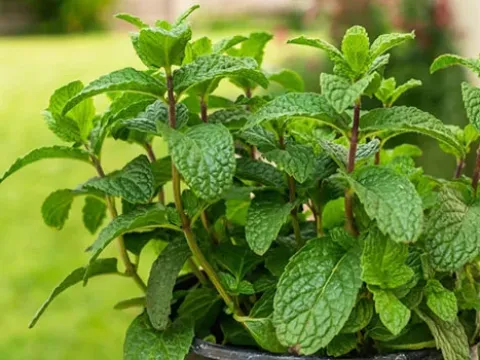 Hybrid mint