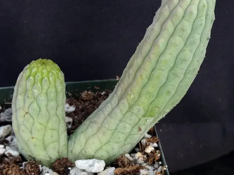 Lavrania