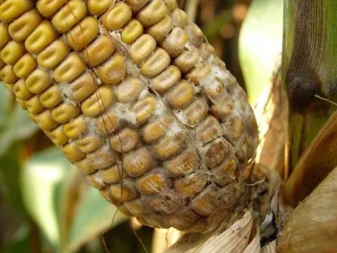 Maize white rot