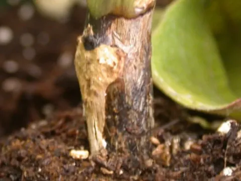 Maize Rhizoctonia