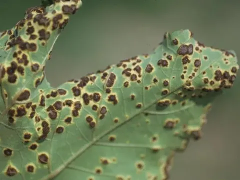 Xanthium rust