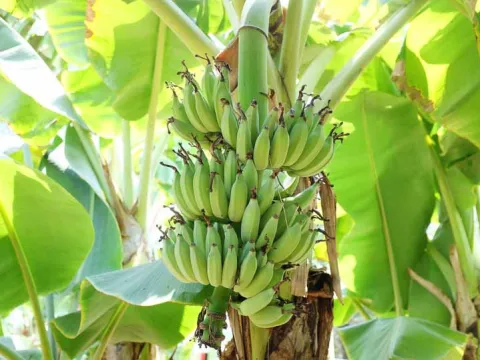 Banana