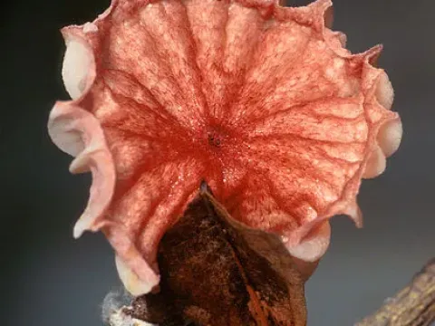 Witches' broom disease
