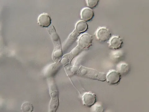 Scopulariopsis brevicaulis
