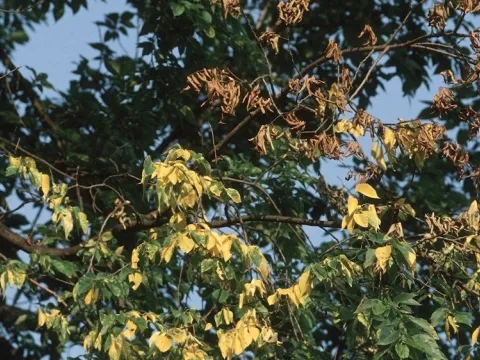 Дотіорела в'язова