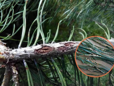 Pyrenochaeta acicola