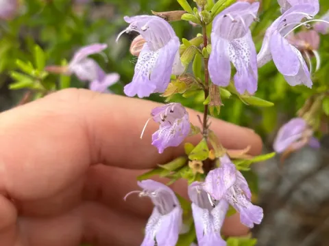 Large-flowered Conradina
