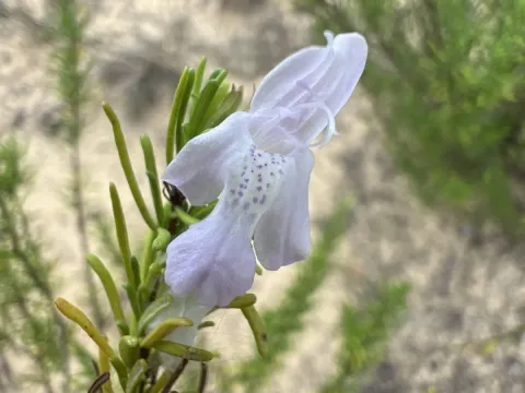 Conradina glabra