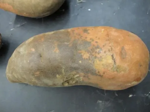 Monilochaetes infuscans