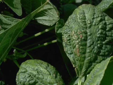 Broad bean mosaic virus