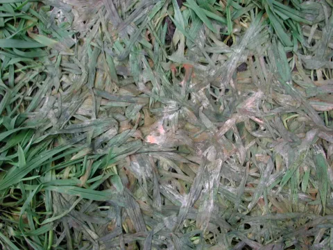 Fusarium snow mold