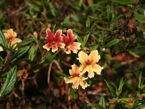 Diplacus hybrids