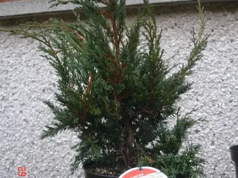 Juniper hybrid