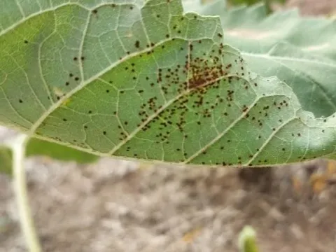Sunflower rust