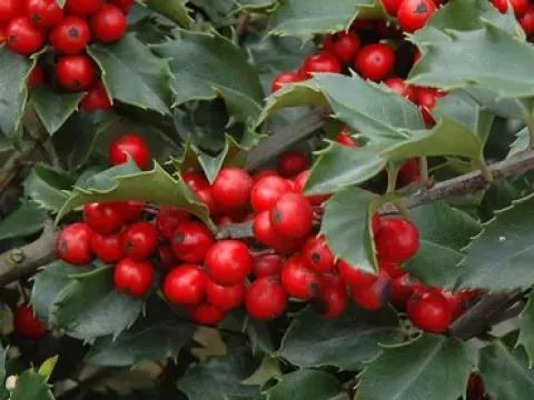 Holly hybrid