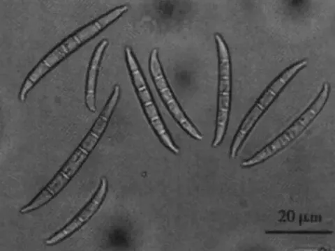 Fusarium tricinctum