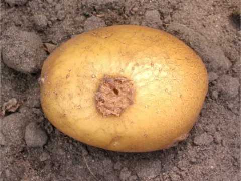 Common scab of potato