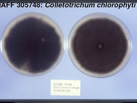 Colletotrichum chlorophyti