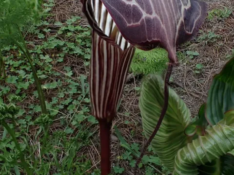Ribbed cobra lily