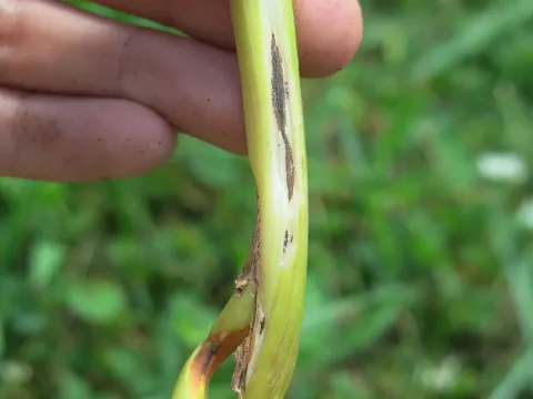 Colletotrichum fioriniae