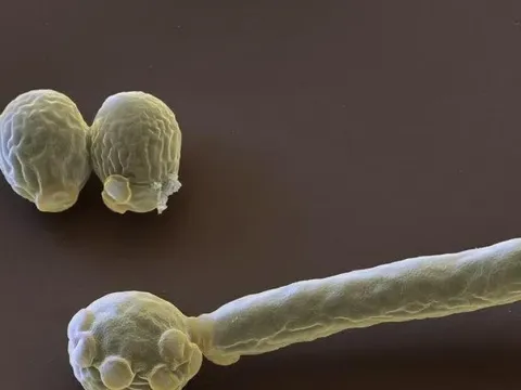Candida