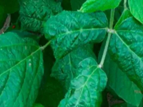 Soybean golden mosaic virus