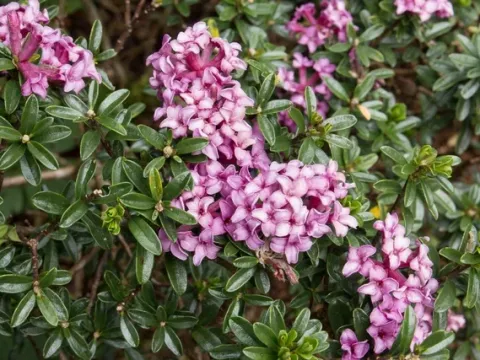 Daphne rollsdorfii