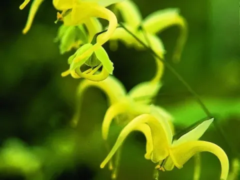 Epimedium franchetii