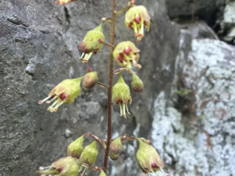 Heuchera pubescens
