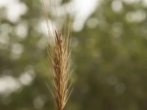 Hybrid barley