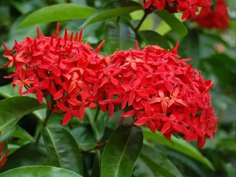 Ixora hybrid