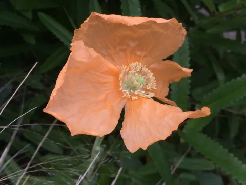 Hairy poppy