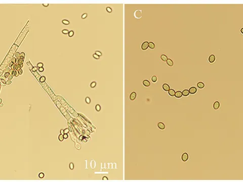 Penicillium oxalicum