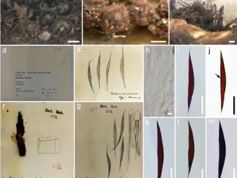Розелінія бунодес