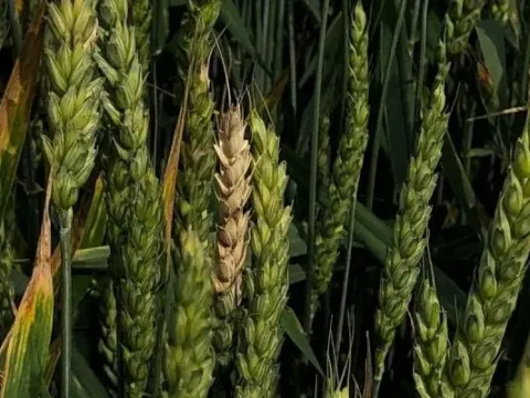 Fusarium proliferatum