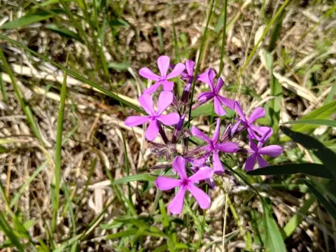 Downy phlox