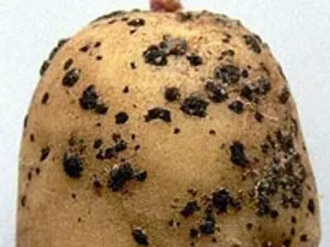 Thanatephorus sasakii