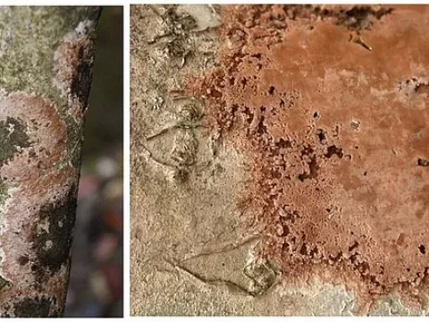 Septobasidium bogoriense