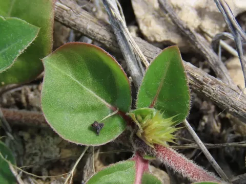 Alternanthera achyrantha