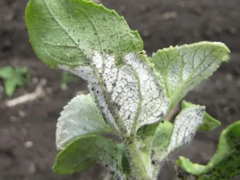 Sunflower downy mildew